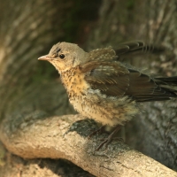 Kwiczoł - Turdus pilaris - Fieldfare