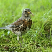 Kwiczoł - Turdus pilaris - Fieldfare