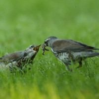 Kwiczoł - Turdus pilaris - Fieldfare