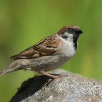 Mazurek - Passer montanus - Eurasian Tree Sparrowh