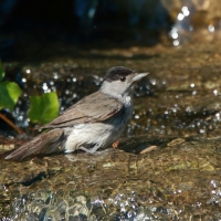 Kapturka - Sylvia atricapilla - Eurasian Blackcap