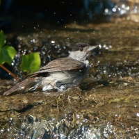 Kapturka - Sylvia atricapilla - Eurasian Blackcap