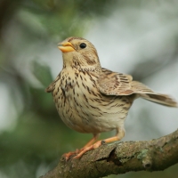 Potrzeszcz - Emberiza calandra - Corn Bunting