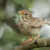 Potrzeszcz - Emberiza calandra - Corn Bunting