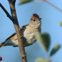 Kapturka - Sylvia atricapilla - Eurasian Blackcap