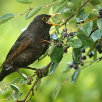 Kos - Turdus merula - Common Blackbird