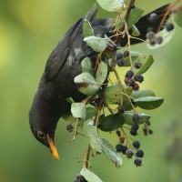 Kos - Turdus merula - Common Blackbird