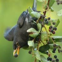 Kos - Turdus merula - Common Blackbird