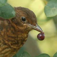 Kos - Turdus merula - Common Blackbird