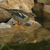 Zięba - Fringilla coelebs - Common Chaffinch