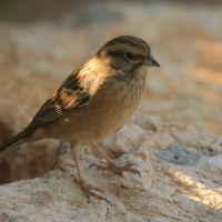 Głuszek - Emberiza cia - Emberiza cia - Rock Bunting