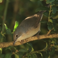 Pokrzewka wąsata - Curruca cantillans - Eastern Subalpine Warbler