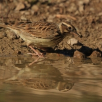 Lerka - Lullula arborea - Wood Lark