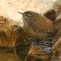 Strzyżyk - Troglodytes troglodytes - Eurasian Wren