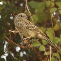 Cierlik - Emberiza cirlus - Cirl Bunting