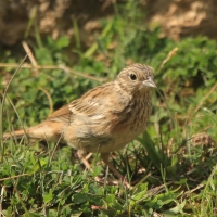 Cierlik - Emberiza cirlus - Cirl Bunting