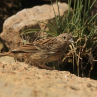 Cierlik - Emberiza cirlus - Cirl Bunting