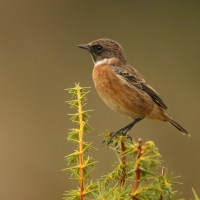 Kląskawka - Saxicola rubicola - European Stonechat