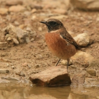 Kląskawka - Saxicola rubicola - European Stonechat