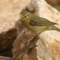 Świstunka - Rhadina sibilatrix - Wood Warbler
