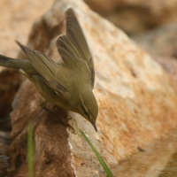 Świstunka - Rhadina sibilatrix - Wood Warbler