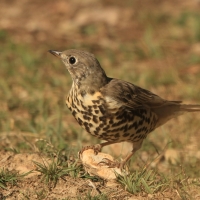 Paszkot - Turdus viscivorus - Mistle Thrush