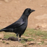 Czarnowron - Corvus corone - Carrion Crow