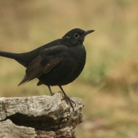 Kos - Turdus merula - Common Blackbird
