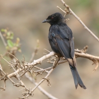Dziwogon żałobny - Dicrurus adsimilis - Fork-tailed Drongo
