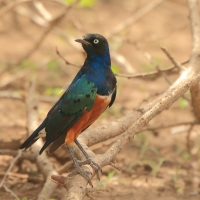 Błyszczak rudobrzuchy - Lamprotornis superbus - Superb Starling
