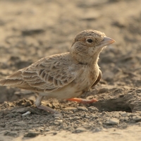 Pustynka płowa - Eremopterix leucopareia - Fischer's Sparrow Lark