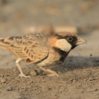 Pustynka płowa - Eremopterix leucopareia - Fischer's Sparrow Lark