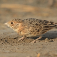 Pustynka płowa - Eremopterix leucopareia - Fischer's Sparrow Lark