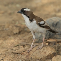 Dziergacz białobrewy - Plocepasser mahali - White-browed Sparrow-Weaver
