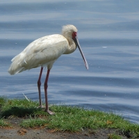 Warzęcha czerwonolica - Platalea alba - African Spoonbill