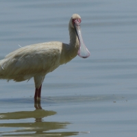 Warzęcha czerwonolica - Platalea alba - African Spoonbill