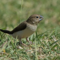 Srebrnodziobek afrykański - Euodice cantans - African Silverbill