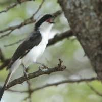 Dzierzba srokoszowata - Lanius excubitoroides - Grey-backed Fiscal