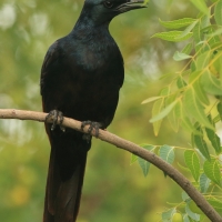 Czarnotek rudoskrzydły - Onychognathus morio - Red-winged Starling