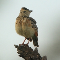 Skowroniec sawannowy - Mirafra africana - Rufous-naped Lark
