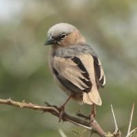 Gromadnik siwogłowy - Pseudonigrita arnaudi - Grey-headed Social Weaver