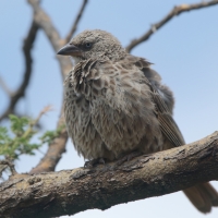 Sawannik - Histurgops ruficauda - Rufous-tailed Weaver