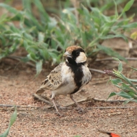 Pustynka płowa - Eremopterix leucopareia - Fischer's Sparrow Lark