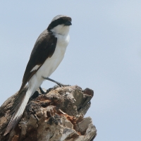 Dzierzba srokoszowata - Lanius excubitoroides - Grey-backed Fiscal