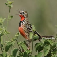 Szponnik różowogardły - Macronyx ameliae - Rosy-throated Longclaw