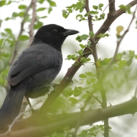 Mucharka lśniąca - Melaenornis pammelaina - Southern Black Flycatcher