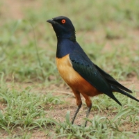Błyszczak półobrożny - Lamprotornis hildebrandti - Hildebrandt's Starling