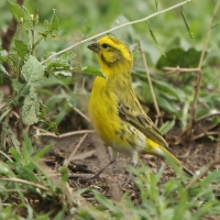 Afrokulczyk białobrzuchy - Crithagra dorsostriata - White-bellied Canary