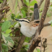 Czagra brązowołbista - Tchagra australis - Brown-crowned Tchagra