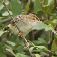 Chwastówka rechocząca - Cisticola chiniana - Rattling Cisticola